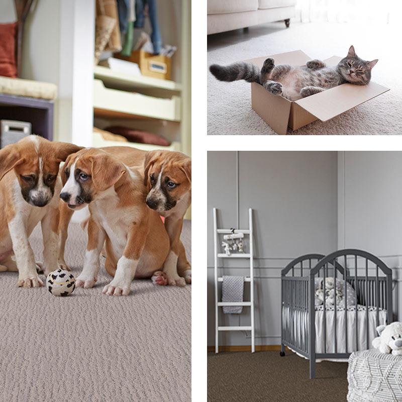 Pet Defense carpet exclusively at Abbey Carpet & Floor